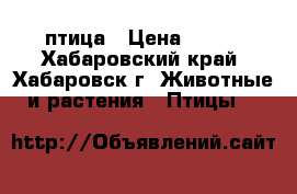 птица › Цена ­ 500 - Хабаровский край, Хабаровск г. Животные и растения » Птицы   